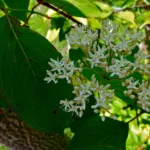 silky dogwood (Cornus amomum) – plant photo