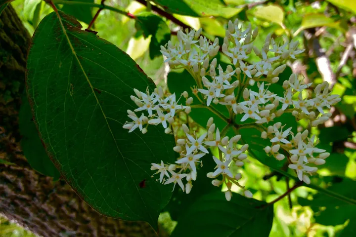 Cornus amomum
