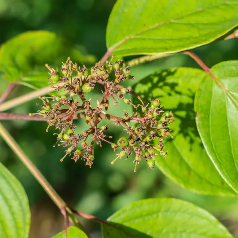 silky dogwood (Cornus amomum) – in a garden setting, plant photo
