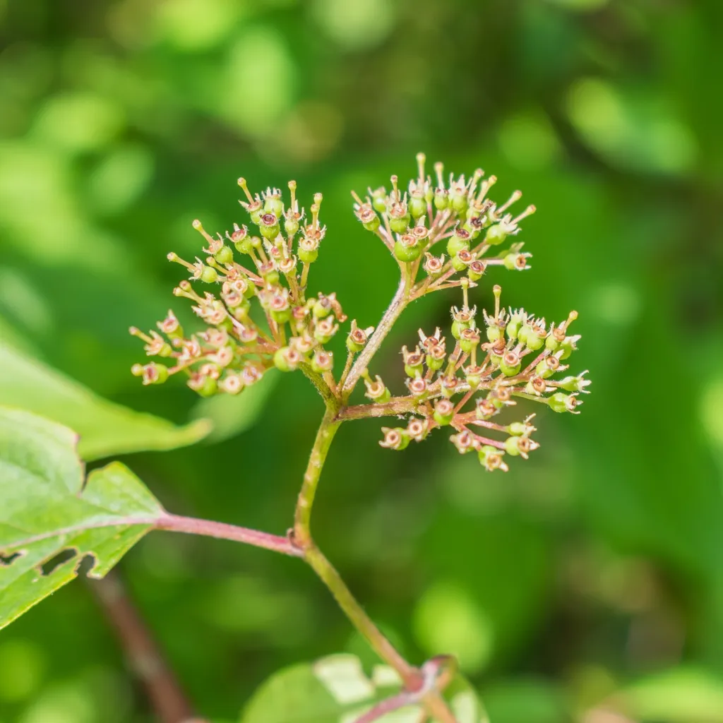 seidenhaariger Hartriegel (Cornus amomum) – im Garten, Pflanzenfoto