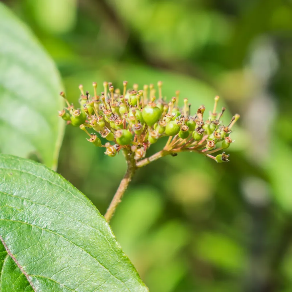 seidenhaariger Hartriegel (Cornus amomum) – im Garten, Pflanzenfoto