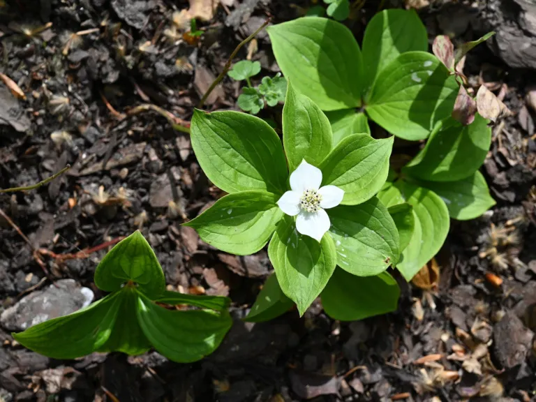 quatre-temps (Cornus canadensis) – in a garden setting, plant photo