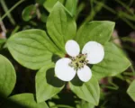 Quatre-temps (Cornus canadensis) care guide