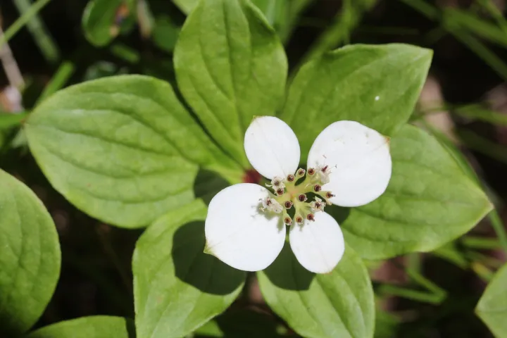 Cornus canadensis
