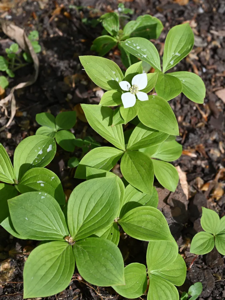 quatre-temps (Cornus canadensis) – in a garden setting, plant photo