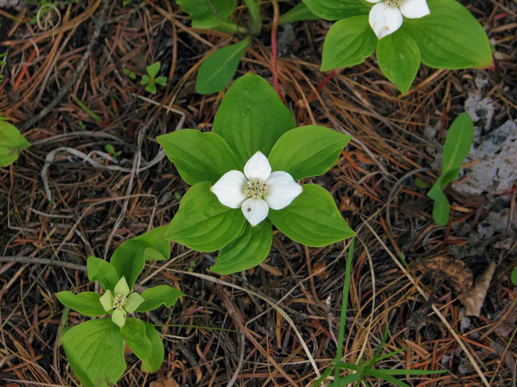 quatre-temps (Cornus canadensis) – flowers in close-up, plant photo