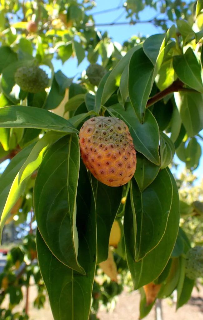 Benthams Hartriegel (Cornus capitata) – im Garten, Pflanzenfoto