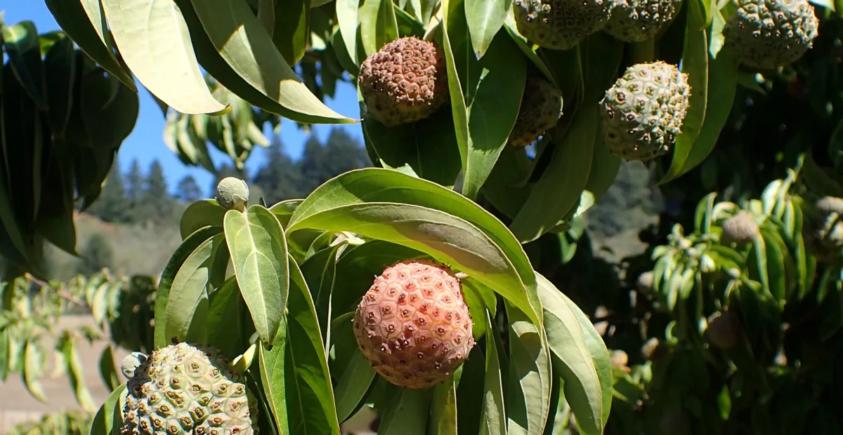Bentham's cornel (Cornus capitata) – plant photo