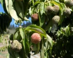 Bentham’s cornel (Cornus capitata) care guide