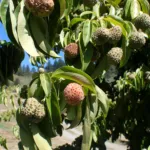 Bentham's cornel (Cornus capitata) – plant photo