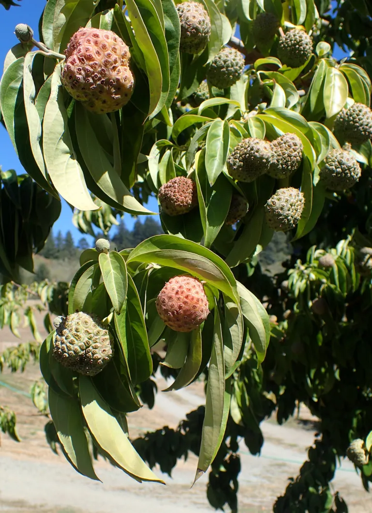 Cornus capitata