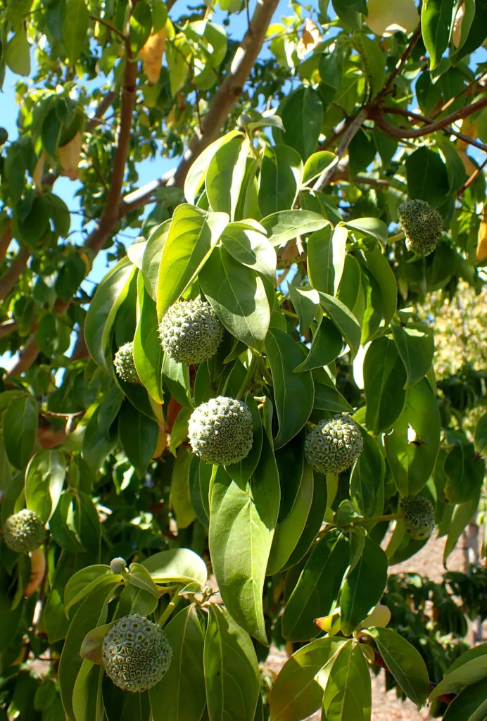 Benthams Hartriegel (Cornus capitata) – im Garten, Pflanzenfoto