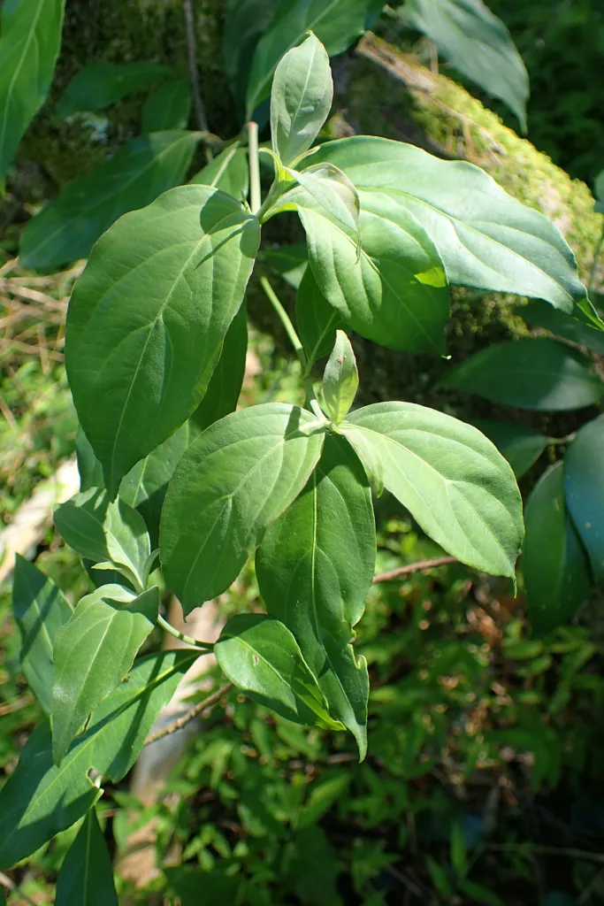 Benthams Hartriegel (Cornus capitata) – im Garten, Pflanzenfoto