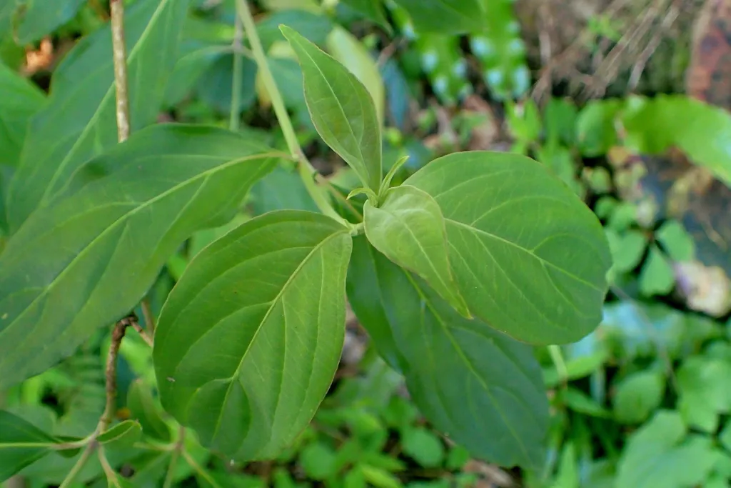 Benthams Hartriegel (Cornus capitata) – im Garten, Pflanzenfoto