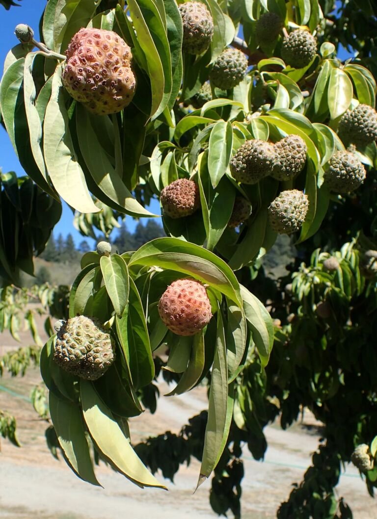 Cornus capitata