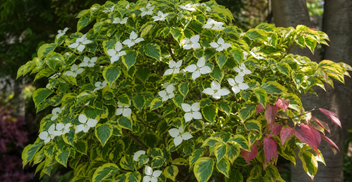 Cornus 'Celestial Shadow' – fotografia rastliny