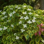 Cornus 'Celestial Shadow' – fotografia rastliny