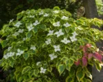 Cornus ‘Celestial Shadow’