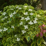 Cornus ‘Celestial Shadow’ (Cornus 'Celestial Shadow') – plant photo