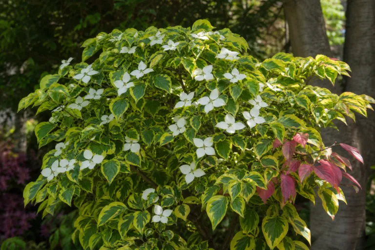 Cornus 'Celestial Shadow'