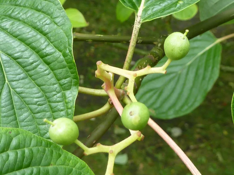 Wedding Cake Tree (Cornus controversa) – in a garden setting, plant photo