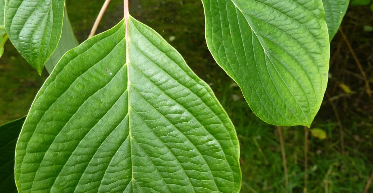 Wedding Cake Tree (Cornus controversa) – plant photo