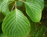 Wedding Cake Tree (Cornus controversa) care guide