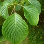 Wedding Cake Tree (Cornus controversa) – plant photo