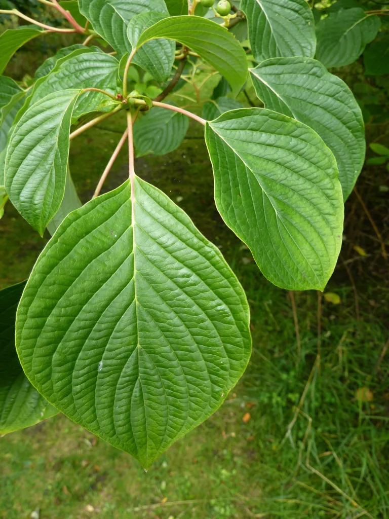 Cornus controversa
