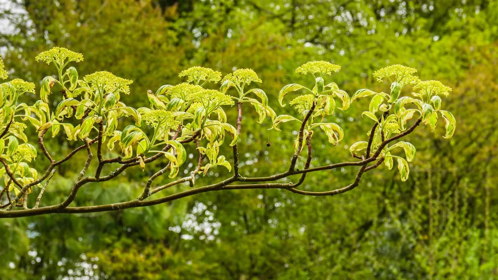 Pagoden-Hartriegel (Cornus controversa) – Blüten in Nahaufnahme, Pflanzenfoto