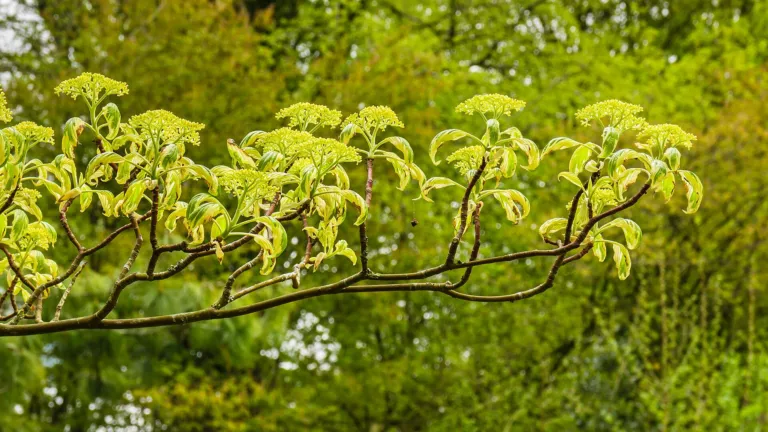 Wedding Cake Tree (Cornus controversa) – flowers in close-up, plant photo