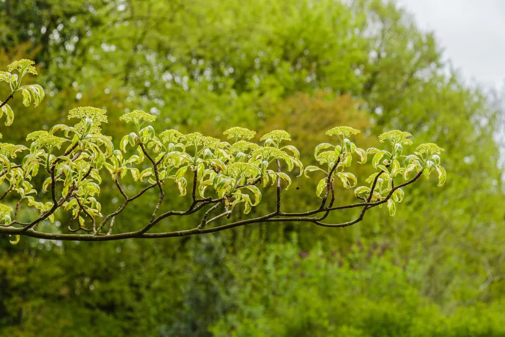 Pagoden-Hartriegel (Cornus controversa) – Blüten in Nahaufnahme, Pflanzenfoto