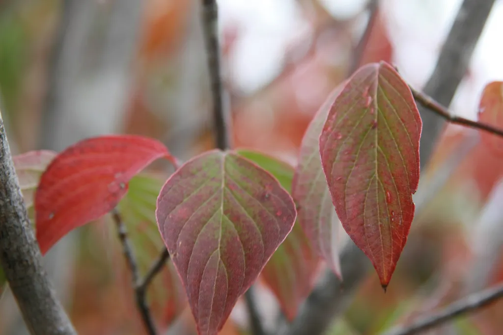 Blüten-Hartriegel (Cornus florida) – im Garten, Pflanzenfoto