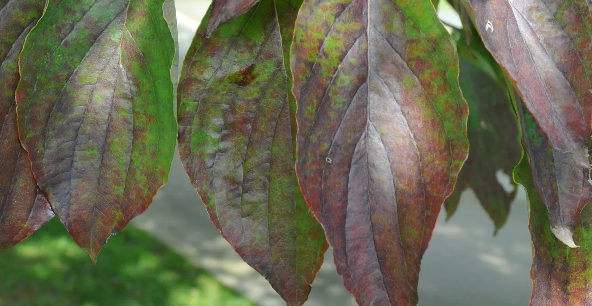 flowering dogwood (Cornus florida) – plant photo