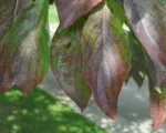 Flowering dogwood (Cornus florida) care guide