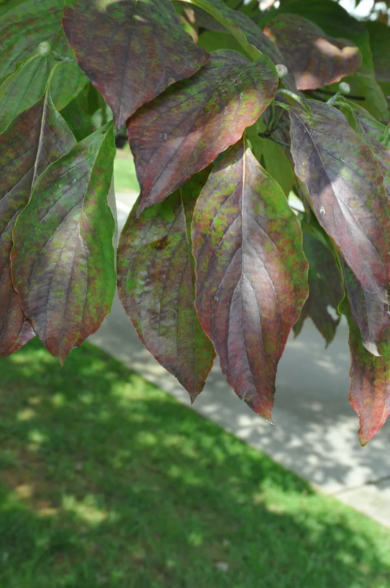Cornus florida