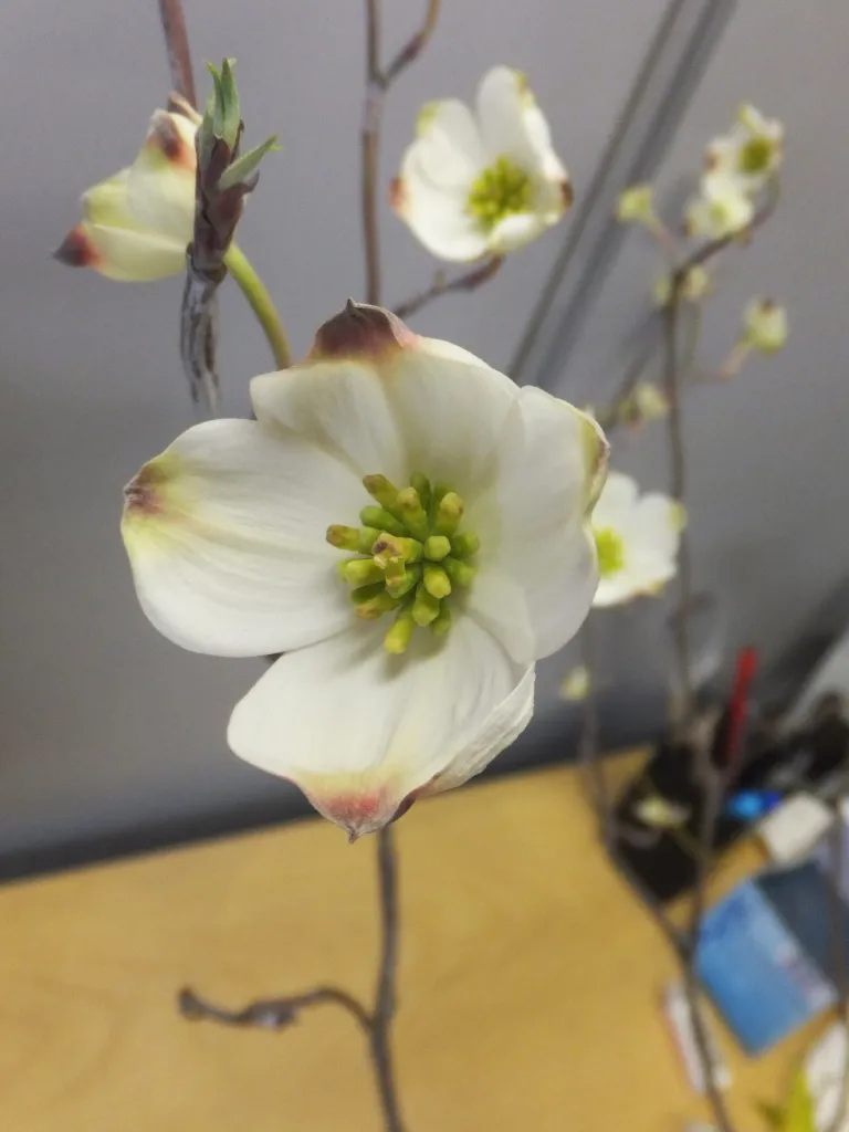 Blüten-Hartriegel (Cornus florida) – Blüten in Nahaufnahme, Pflanzenfoto