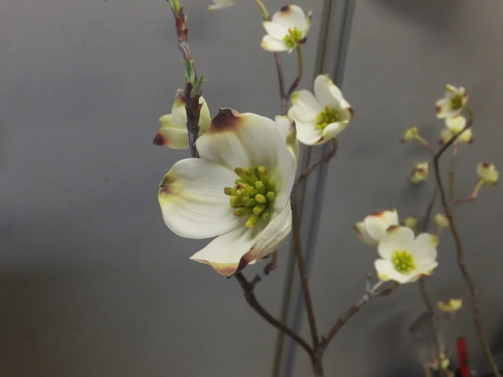 Blüten-Hartriegel (Cornus florida) – Blüten in Nahaufnahme, Pflanzenfoto