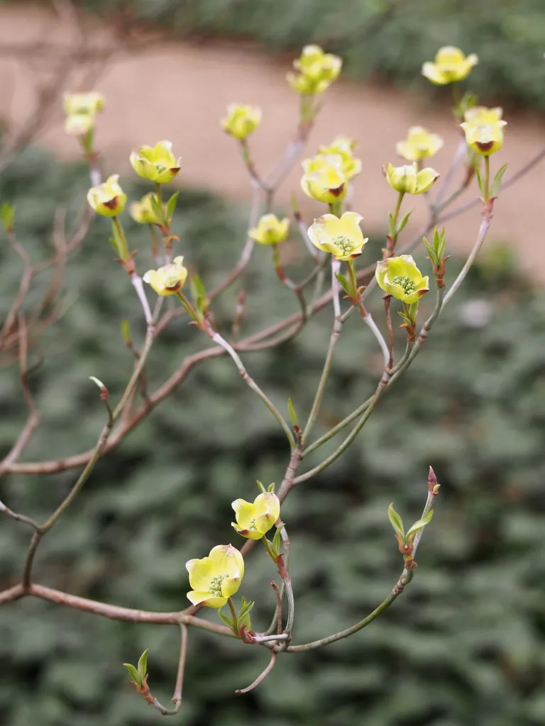 Blüten-Hartriegel (Cornus florida) – im Garten, Pflanzenfoto