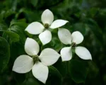 Chinensis (Cornus kousa ‘Chinensis’)