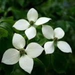 Chinensis (Cornus kousa ‘Chinensis’) (Cornus kousa 'Chinensis') – plant photo
