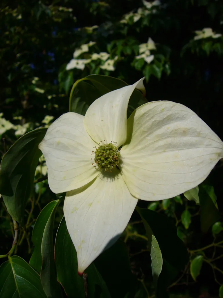 Chinesischer Blumen-Hartriegel (Cornus kousa 'Chinensis') – Blüten in Nahaufnahme, Pflanzenfoto