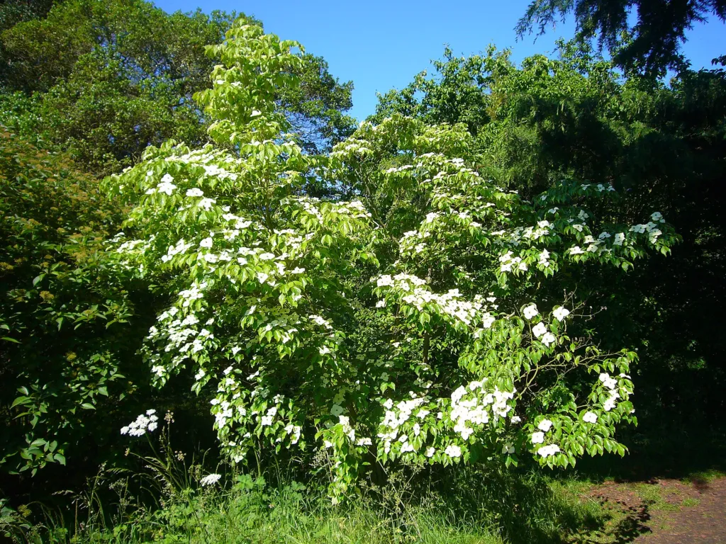 Chinesischer Blumen-Hartriegel (Cornus kousa 'Chinensis') – im Garten, Pflanzenfoto