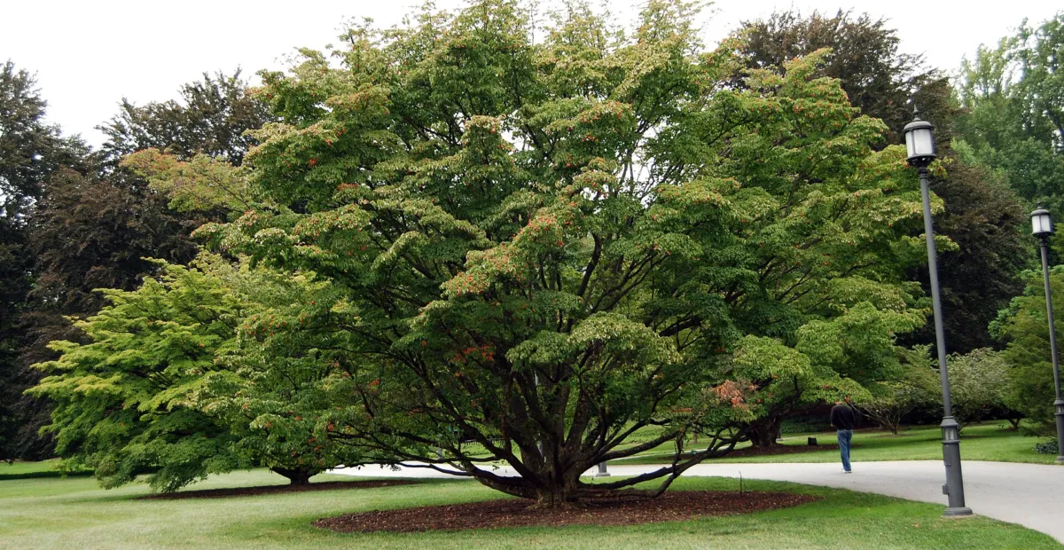 Kousa (Cornus kousa) – plant photo
