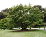 Kousa (Cornus kousa) care guide
