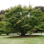 Kousa (Cornus kousa) – plant photo