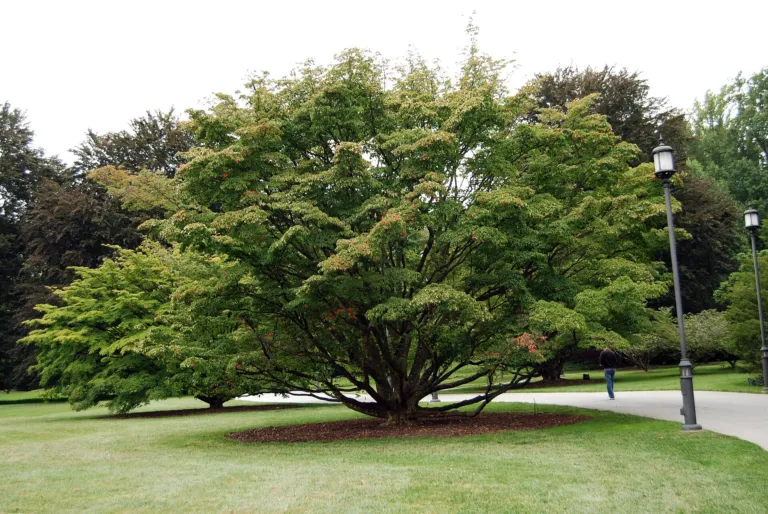 Cornus kousa