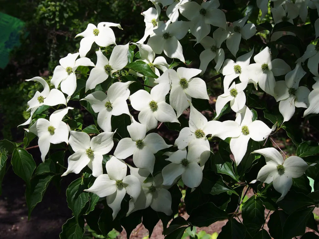 Kousa (Cornus kousa) – in a garden setting, plant photo