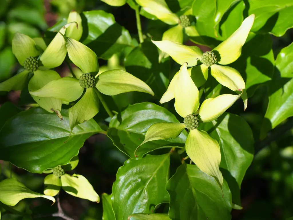 Kousa (Cornus kousa) – flowers in close-up, plant photo
