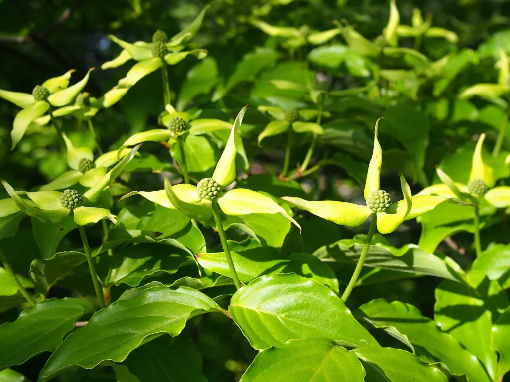 Kousa (Cornus kousa) – flowers in close-up, plant photo